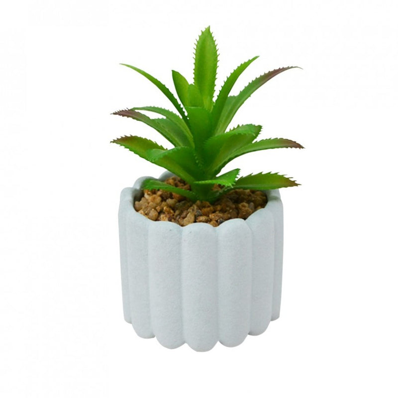 Succulent in Aqua Pot