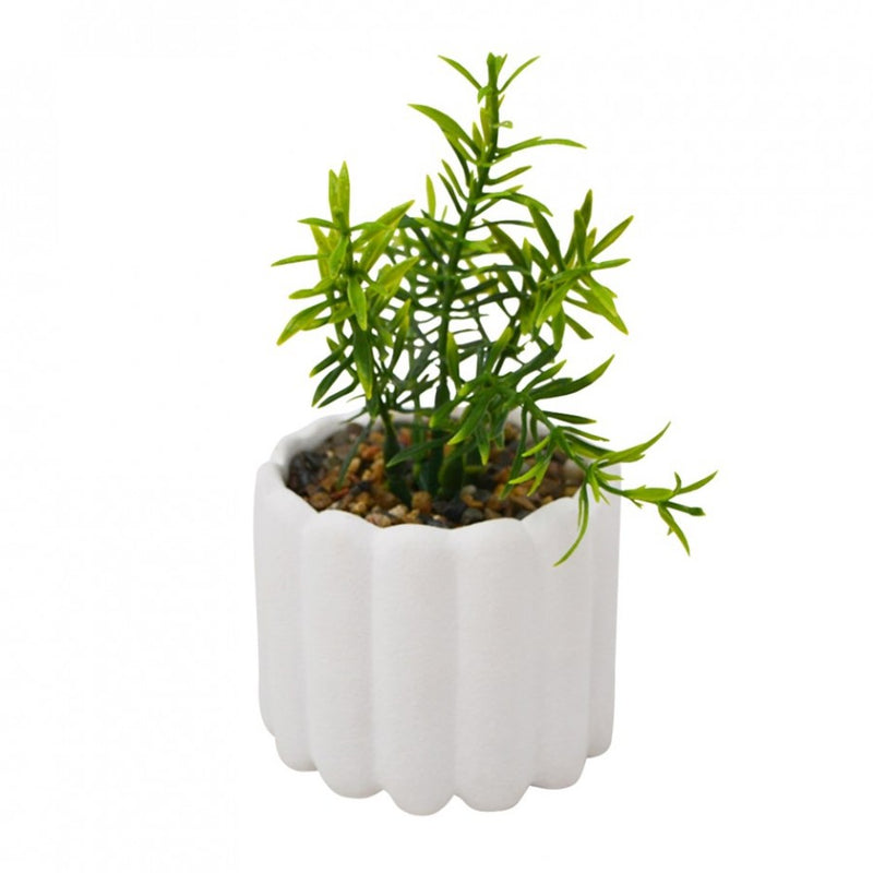 Green Succulent in White Pot