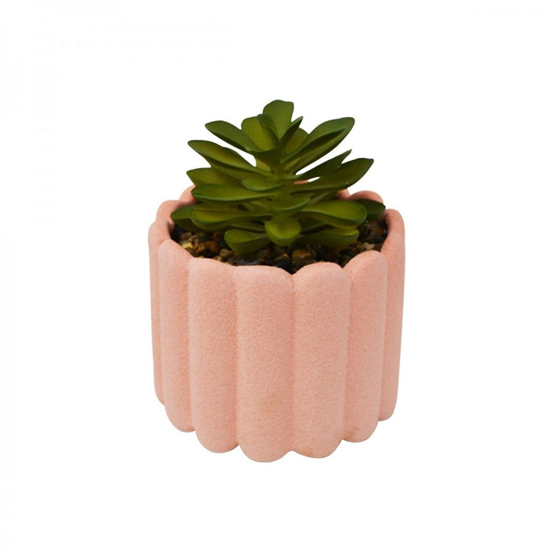Succulent in Pink Pot