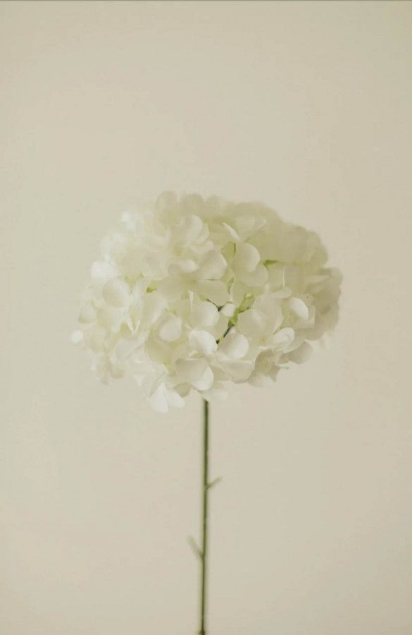 Hydrangea - White