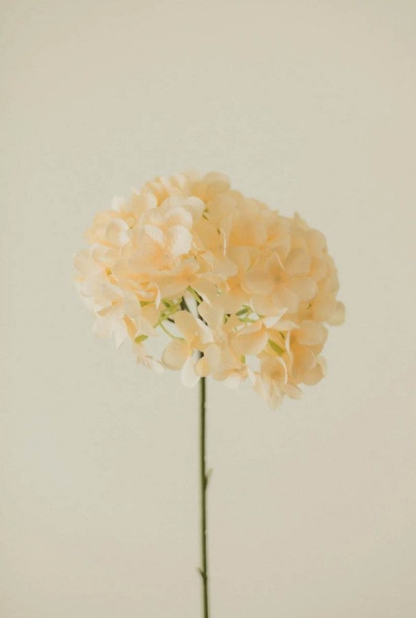 Hydrangea - Peach