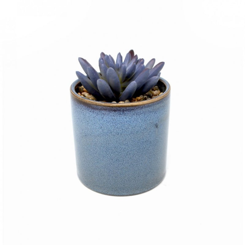 Succulent in Blue Cyclinder Pot