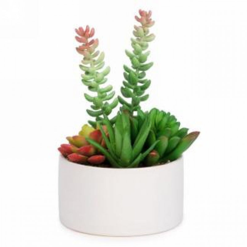 Two Toned Succulent Arrangement in White Pot