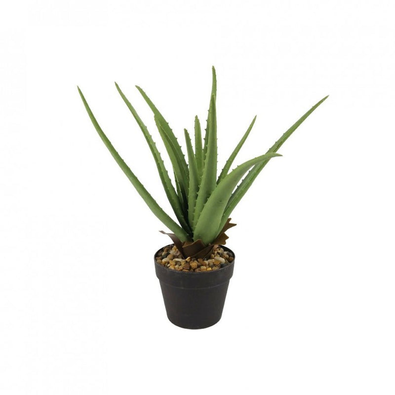 Aloe Plant In Pot