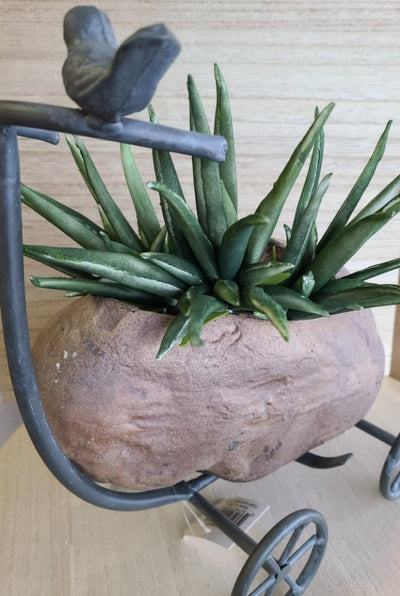 Aloe Plant Decor (small)